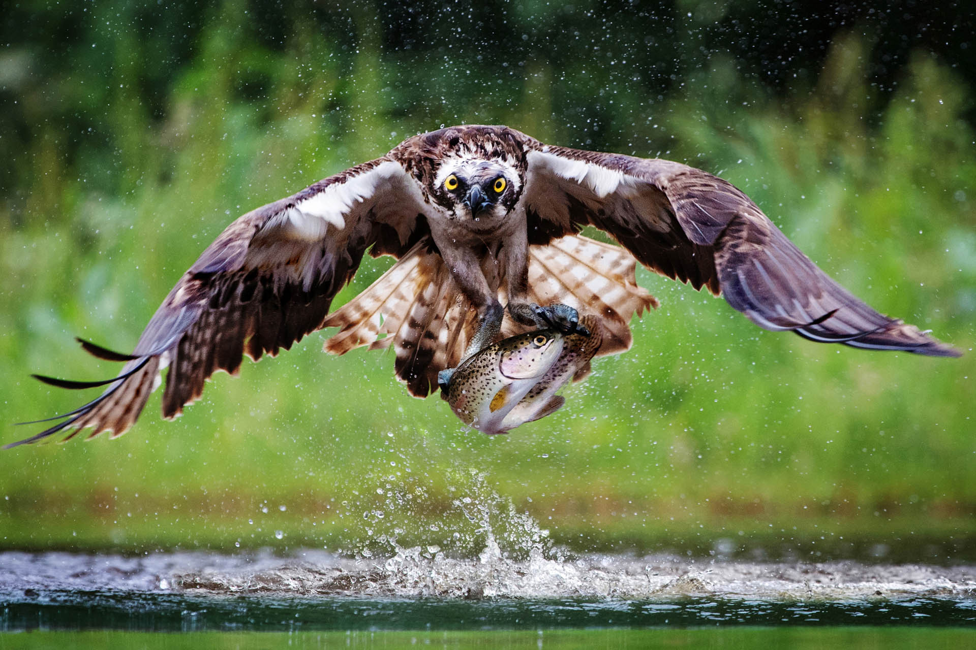 Olfert Peter - Osprey fishing - Urkunde